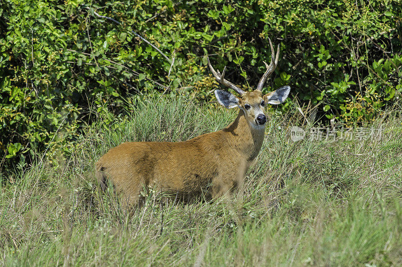 沼泽鹿(Blastocerus dichotomus)是南美洲最大的鹿种，在巴西潘塔纳尔发现。